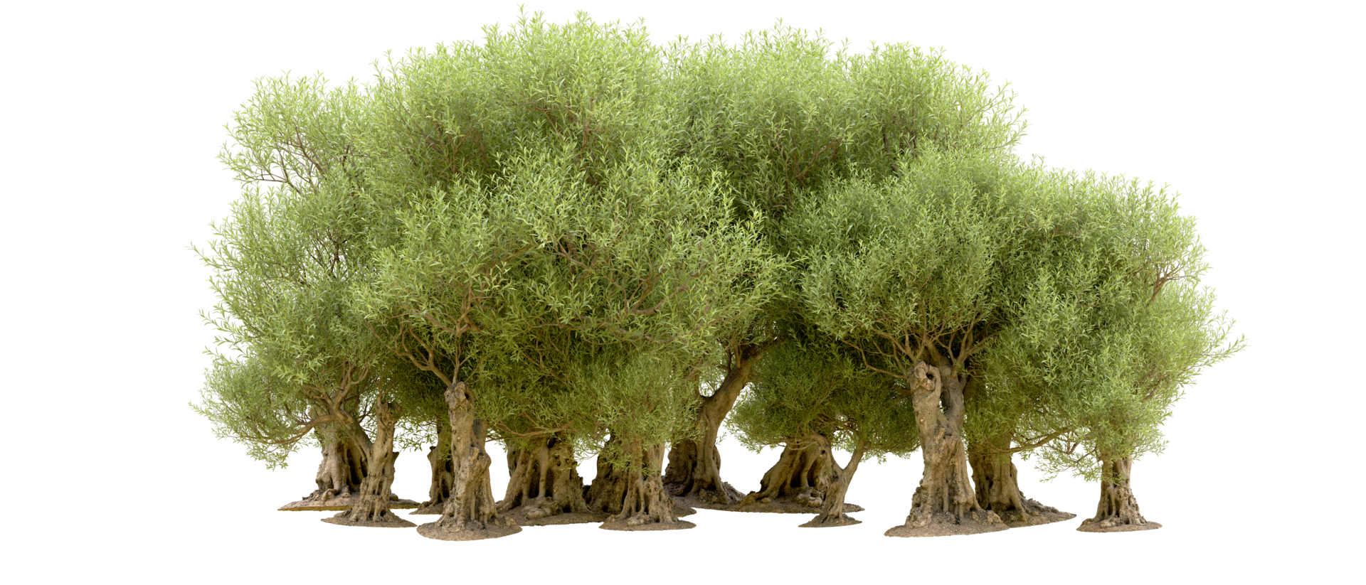 Green forest isolated on background. 3d rendering - illustration png