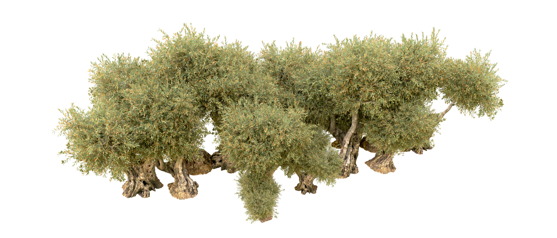 Green forest isolated on background. 3d rendering - illustration png