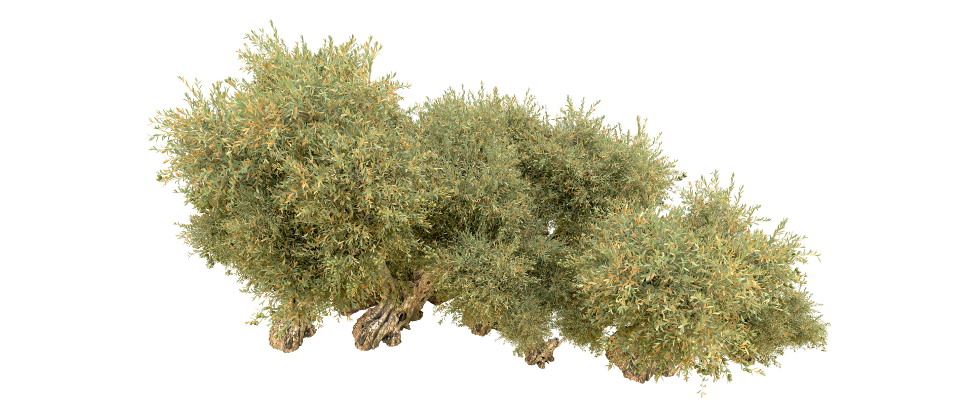 Green forest isolated on background. 3d rendering - illustration png