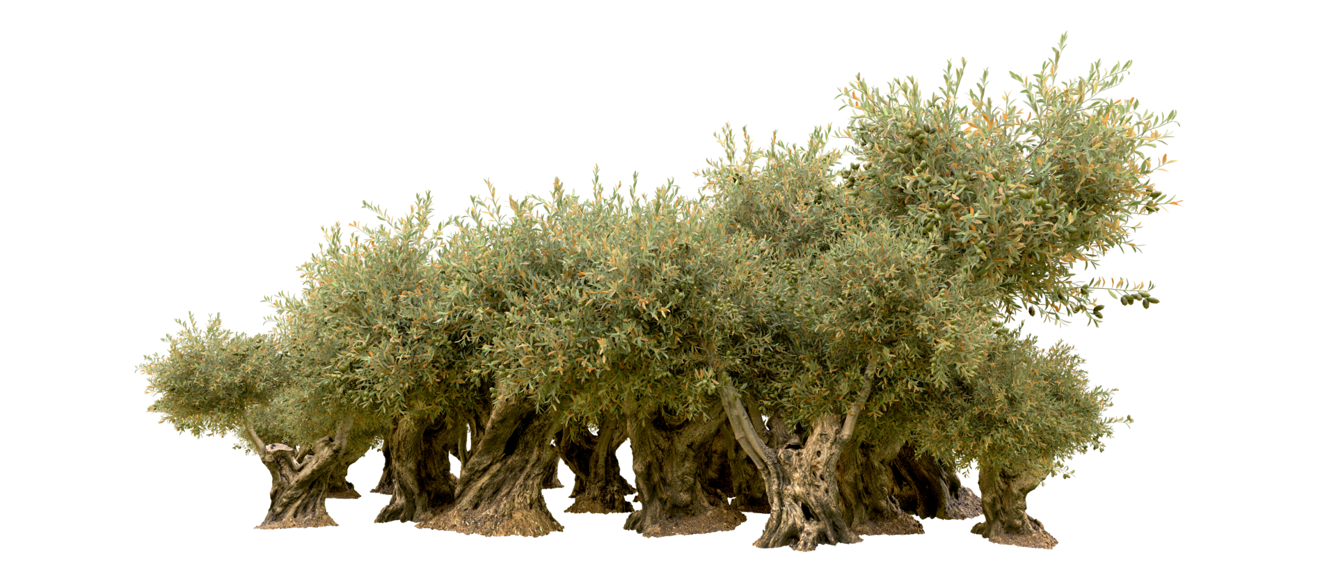 Green forest isolated on background. 3d rendering - illustration png
