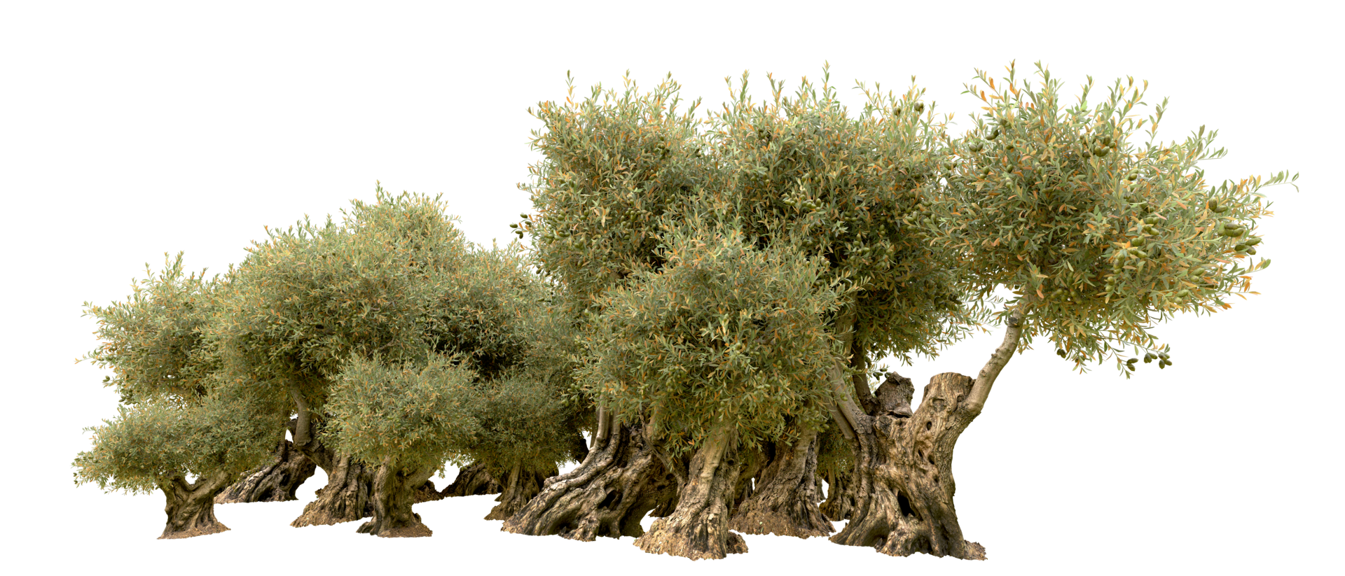 Green forest isolated on background. 3d rendering - illustration png