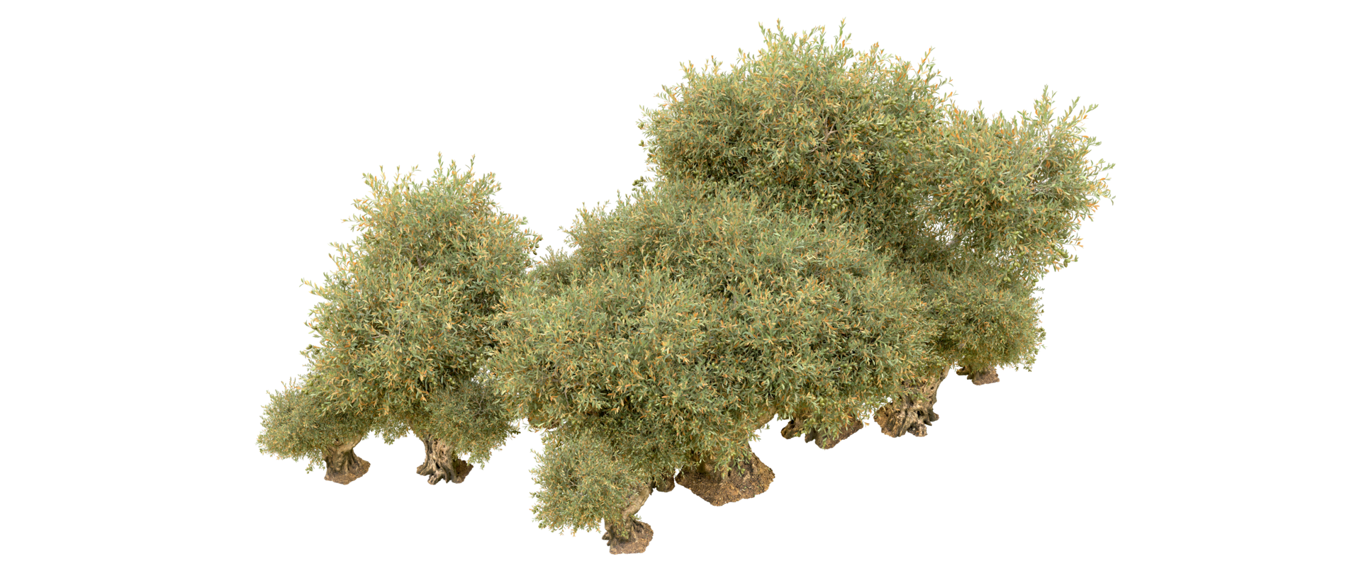Green forest isolated on background. 3d rendering - illustration png