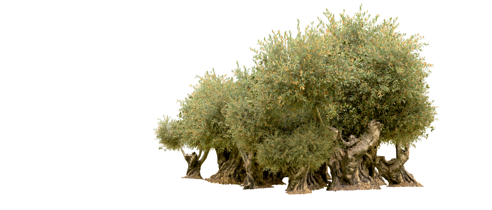 Green forest isolated on background. 3d rendering - illustration png