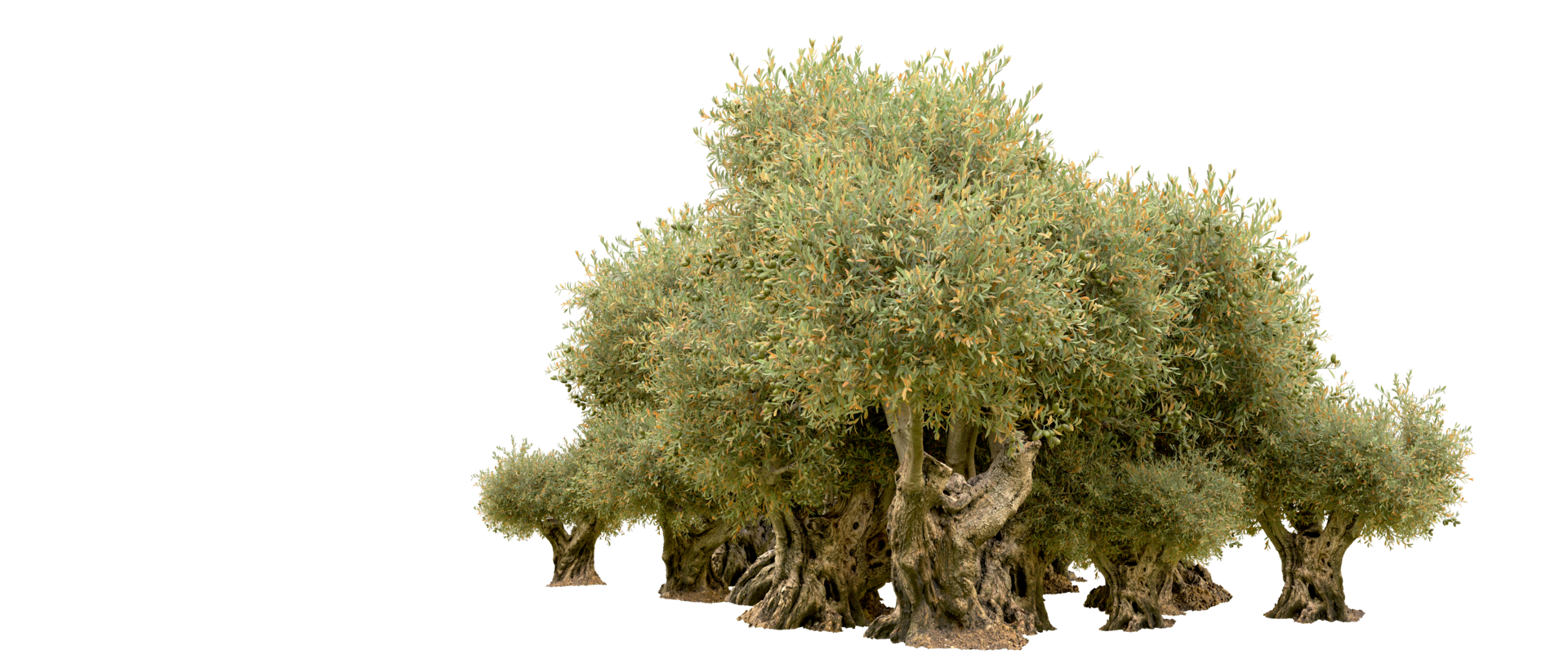 Green forest isolated on background. 3d rendering - illustration png