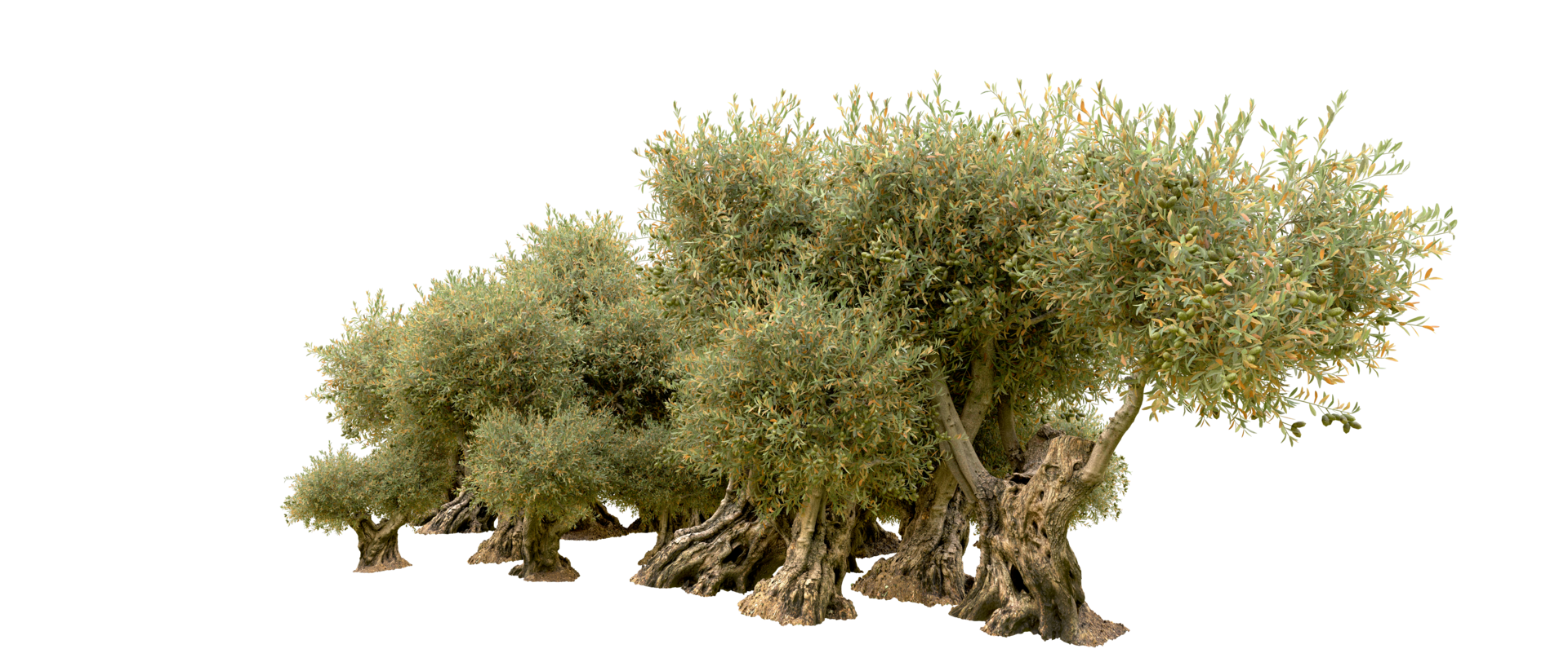 Green forest isolated on background. 3d rendering - illustration png