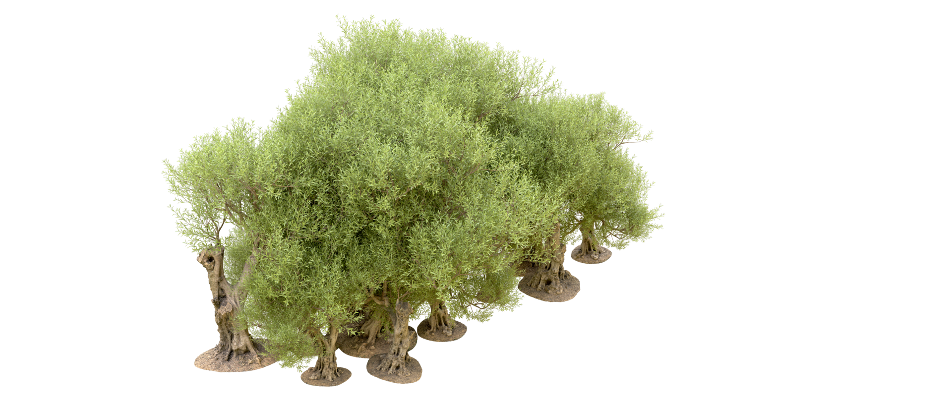 Green forest isolated on background. 3d rendering - illustration png