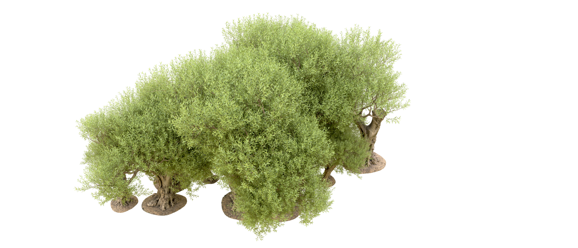 Green forest isolated on background. 3d rendering - illustration png