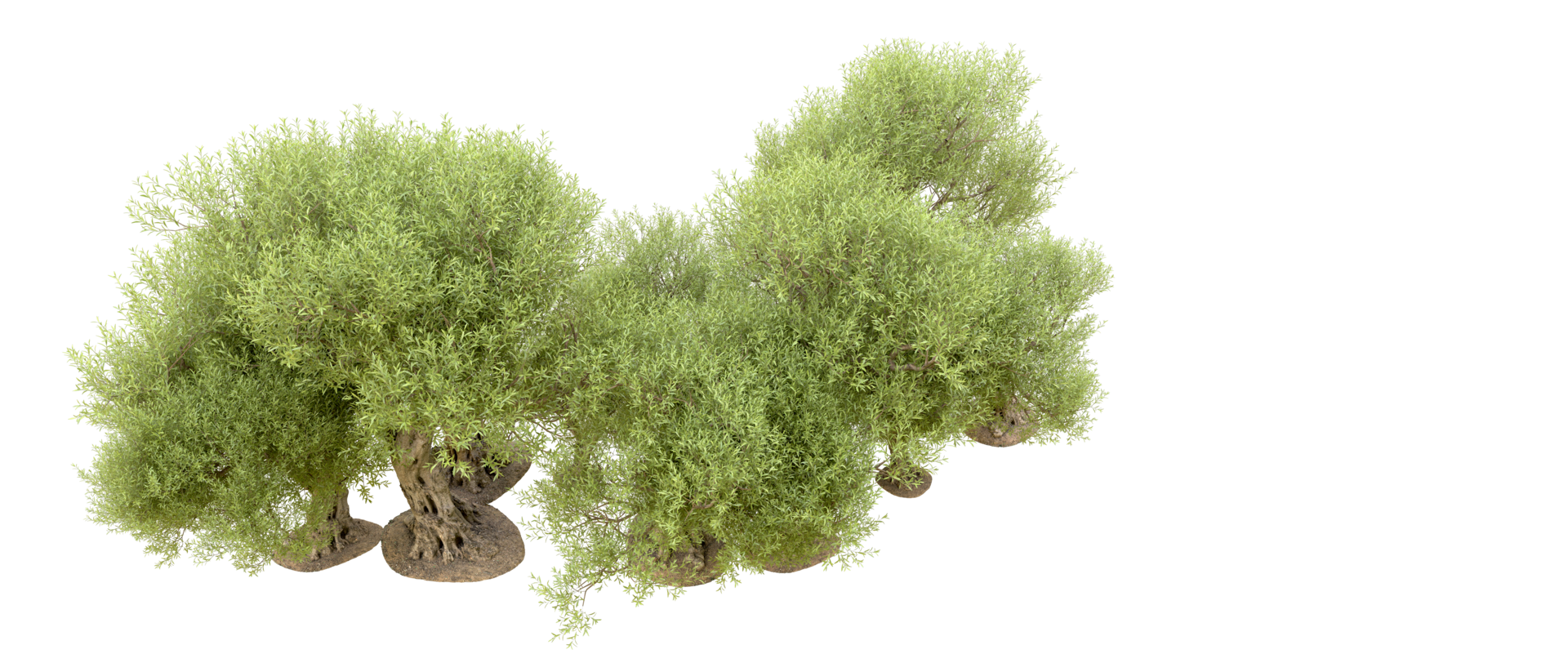 verde foresta isolato su sfondo. 3d interpretazione - illustrazione png