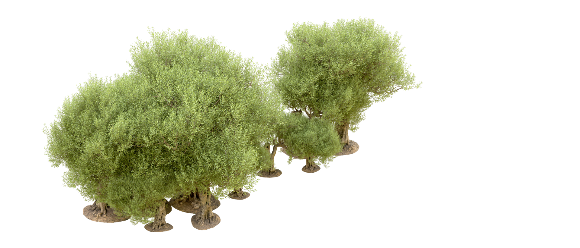 Green forest isolated on background. 3d rendering - illustration png
