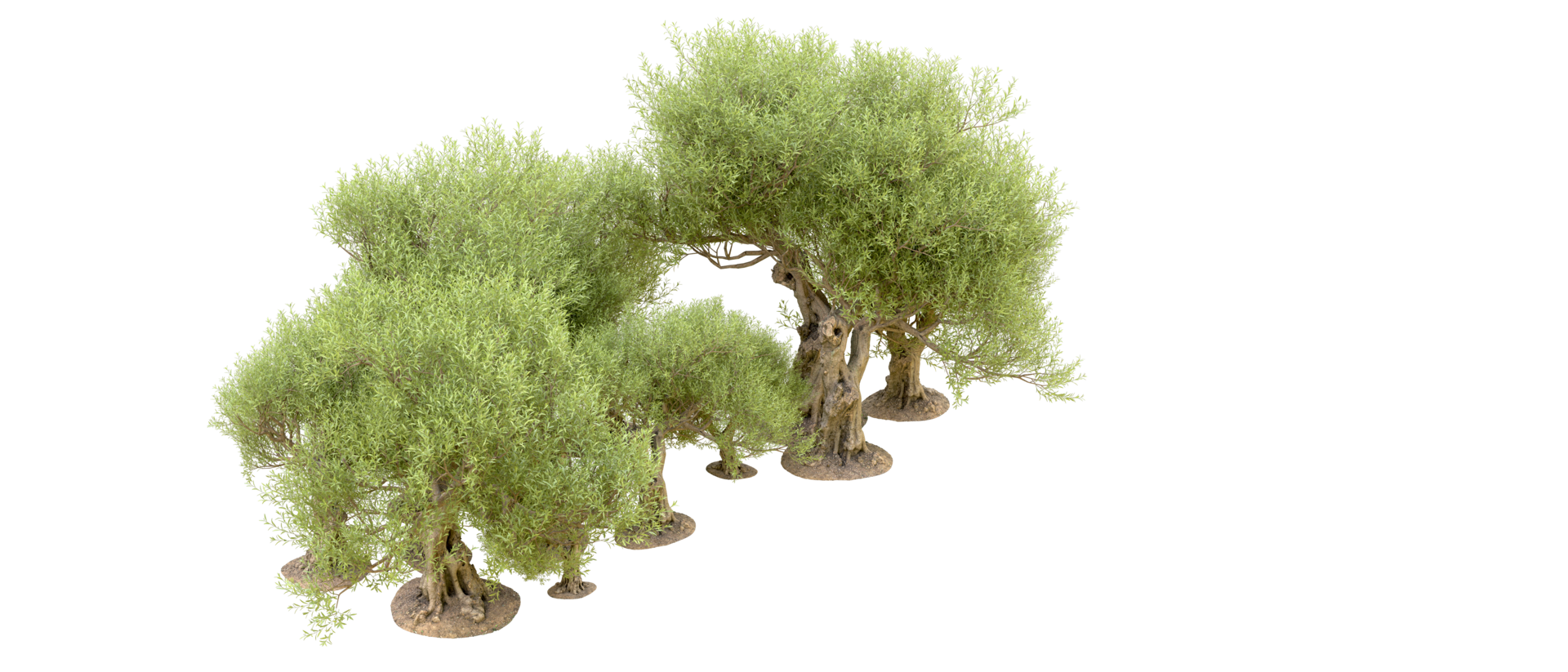 Green forest isolated on background. 3d rendering - illustration png