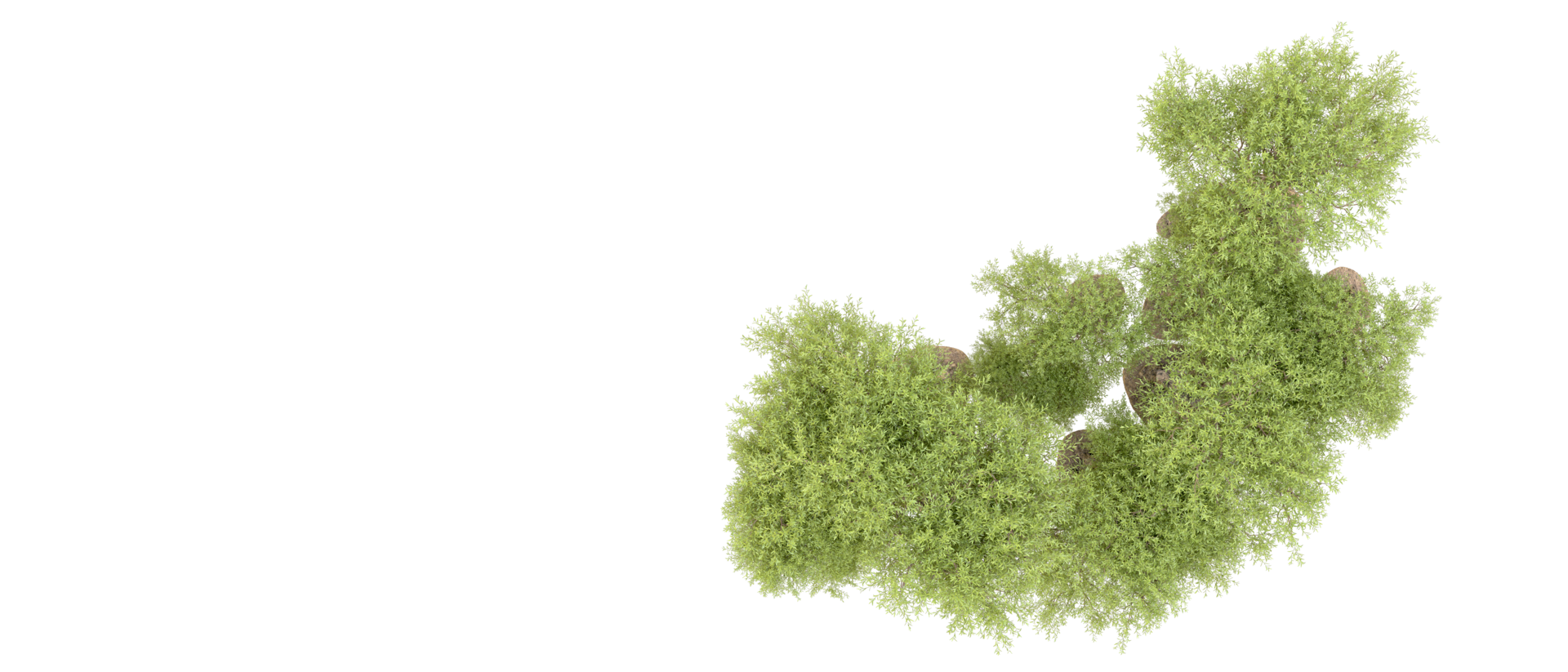 Green forest isolated on background. 3d rendering - illustration png