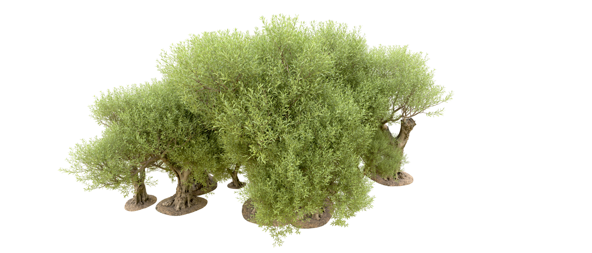 Green forest isolated on background. 3d rendering - illustration png