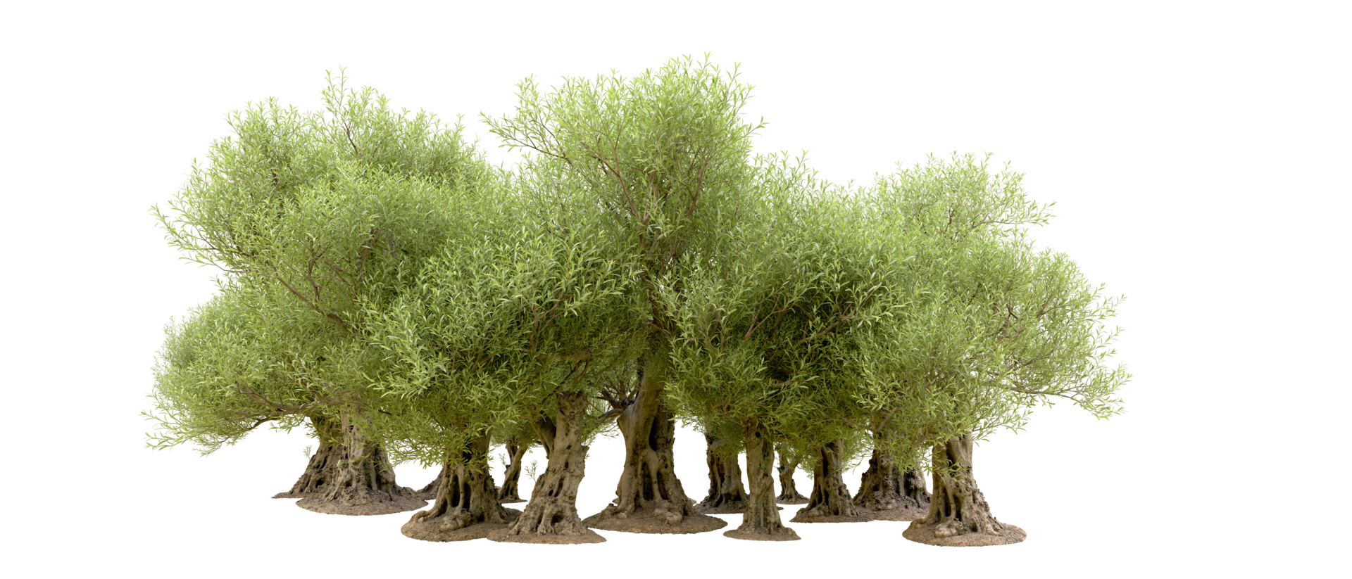 Green forest isolated on background. 3d rendering - illustration png