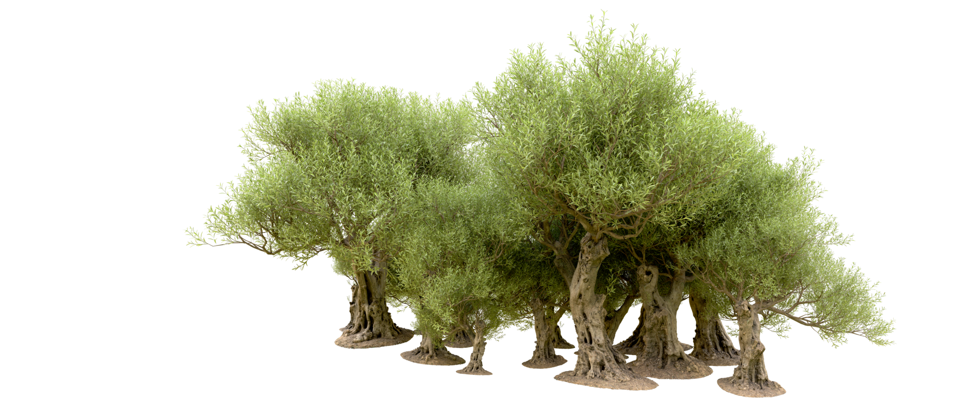 Green forest isolated on background. 3d rendering - illustration png