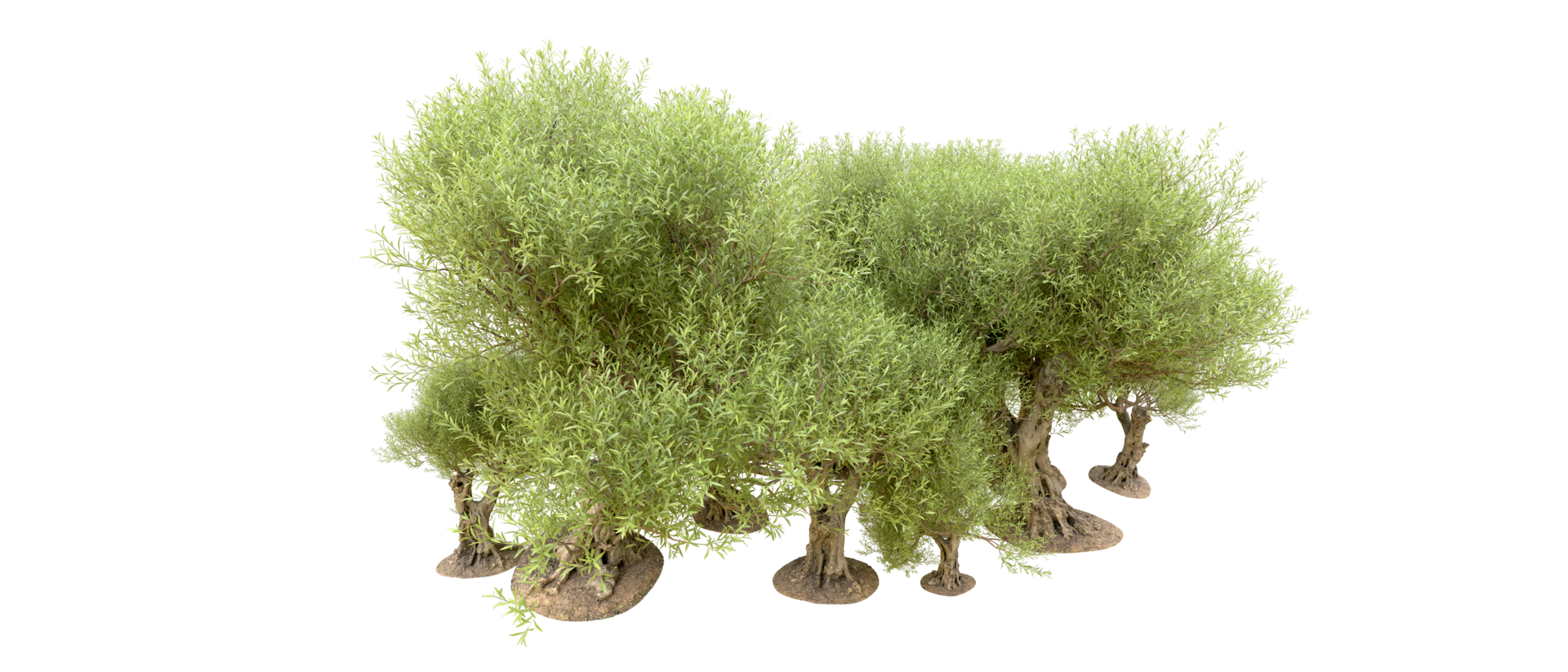 Green forest isolated on background. 3d rendering - illustration png