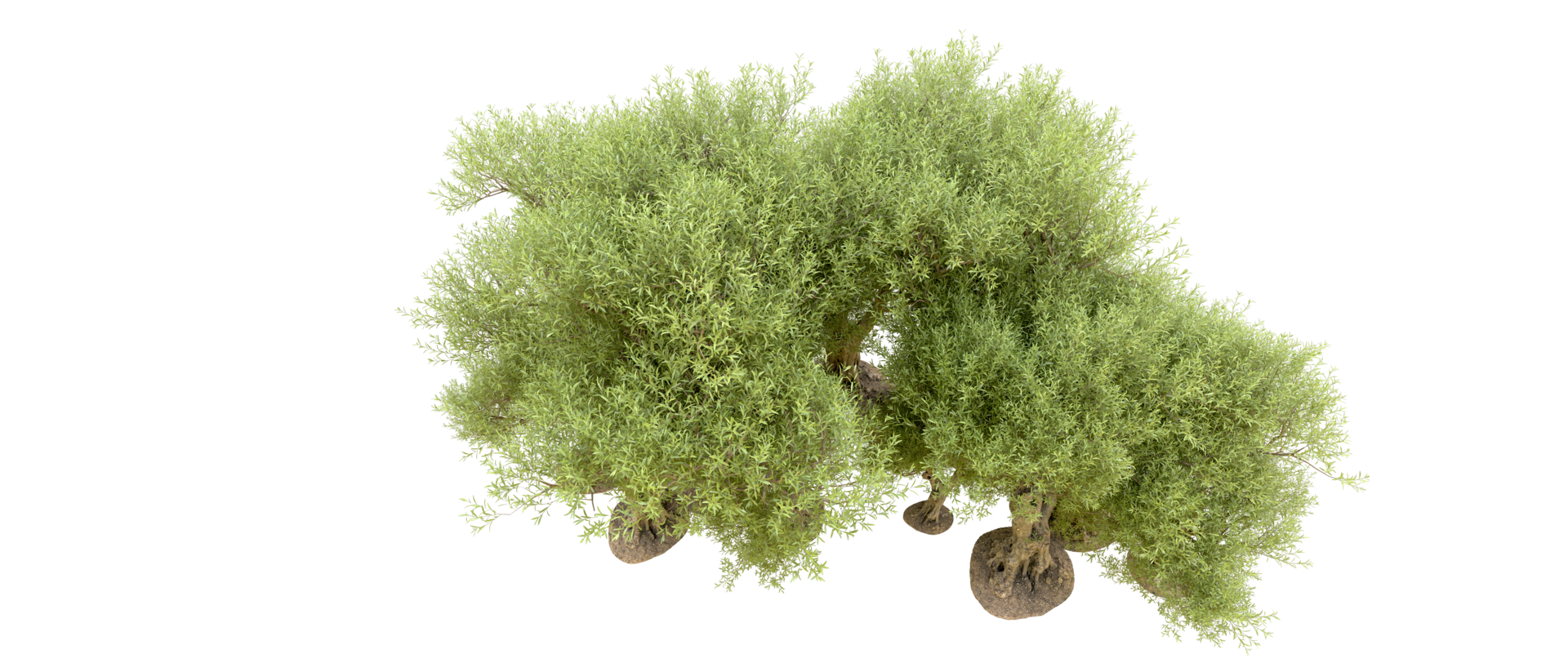 Green forest isolated on background. 3d rendering - illustration png