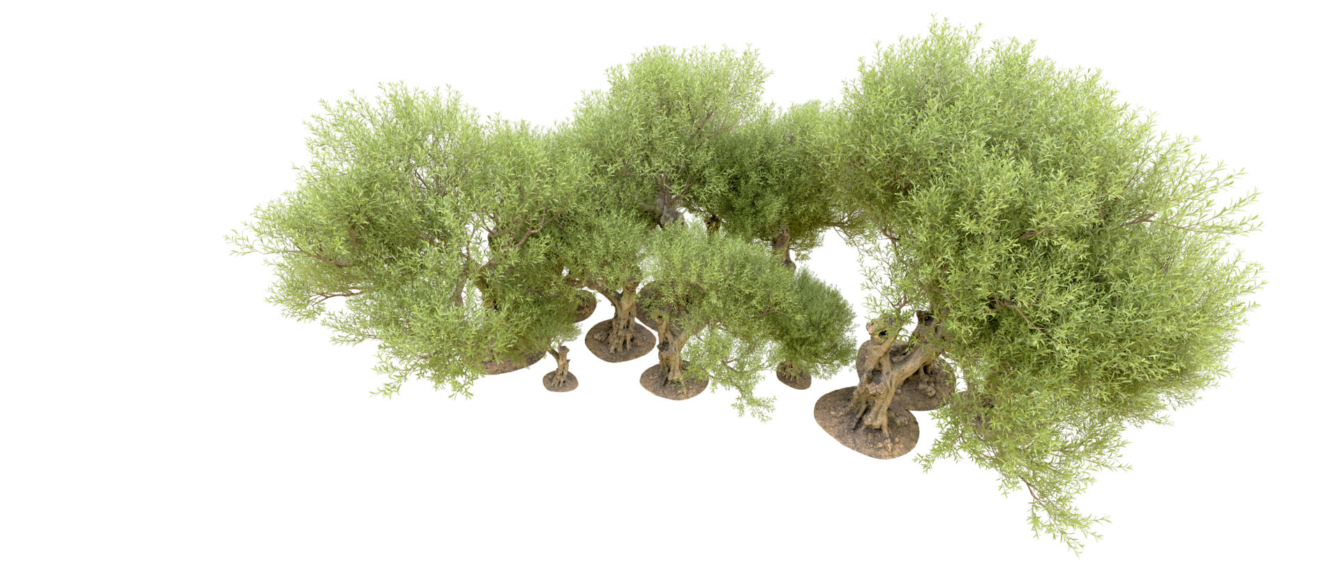 Green forest isolated on background. 3d rendering - illustration png