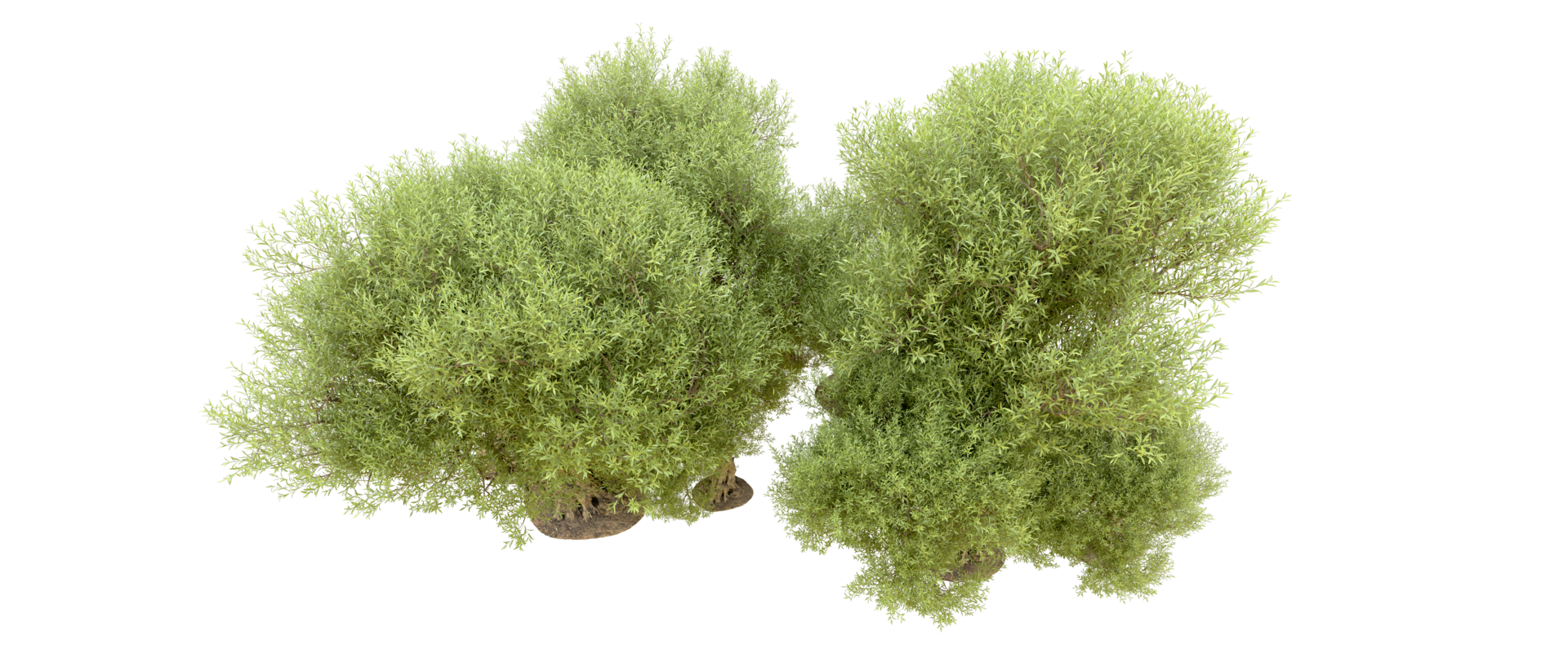 Green forest isolated on background. 3d rendering - illustration png