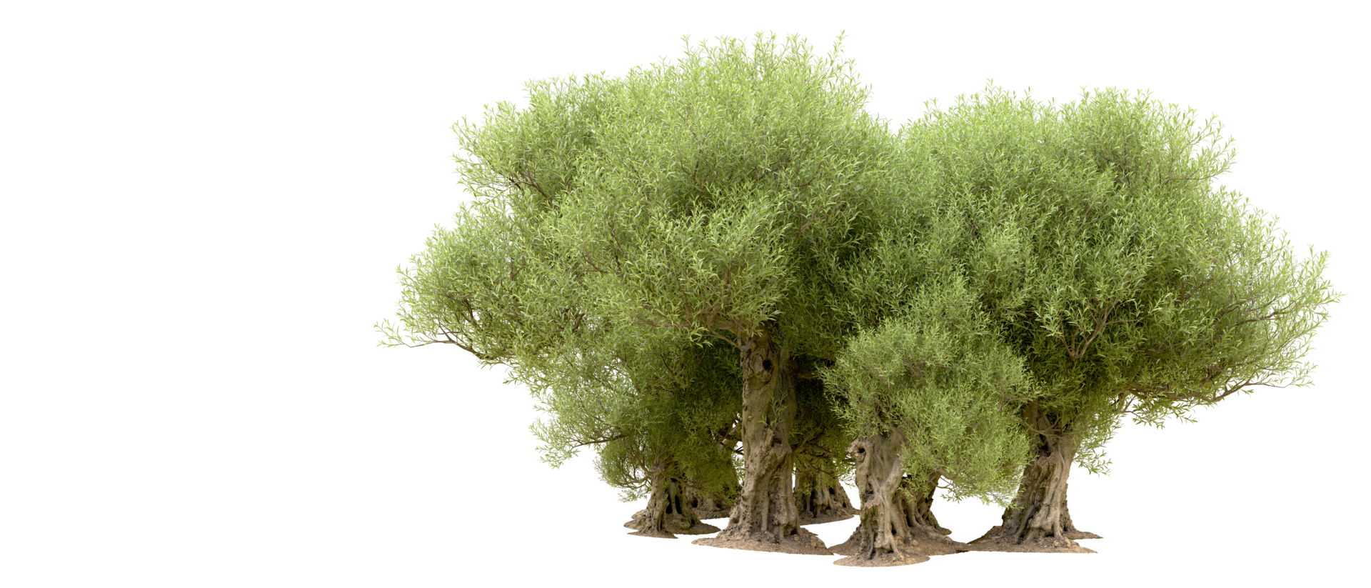 Green forest isolated on background. 3d rendering - illustration png