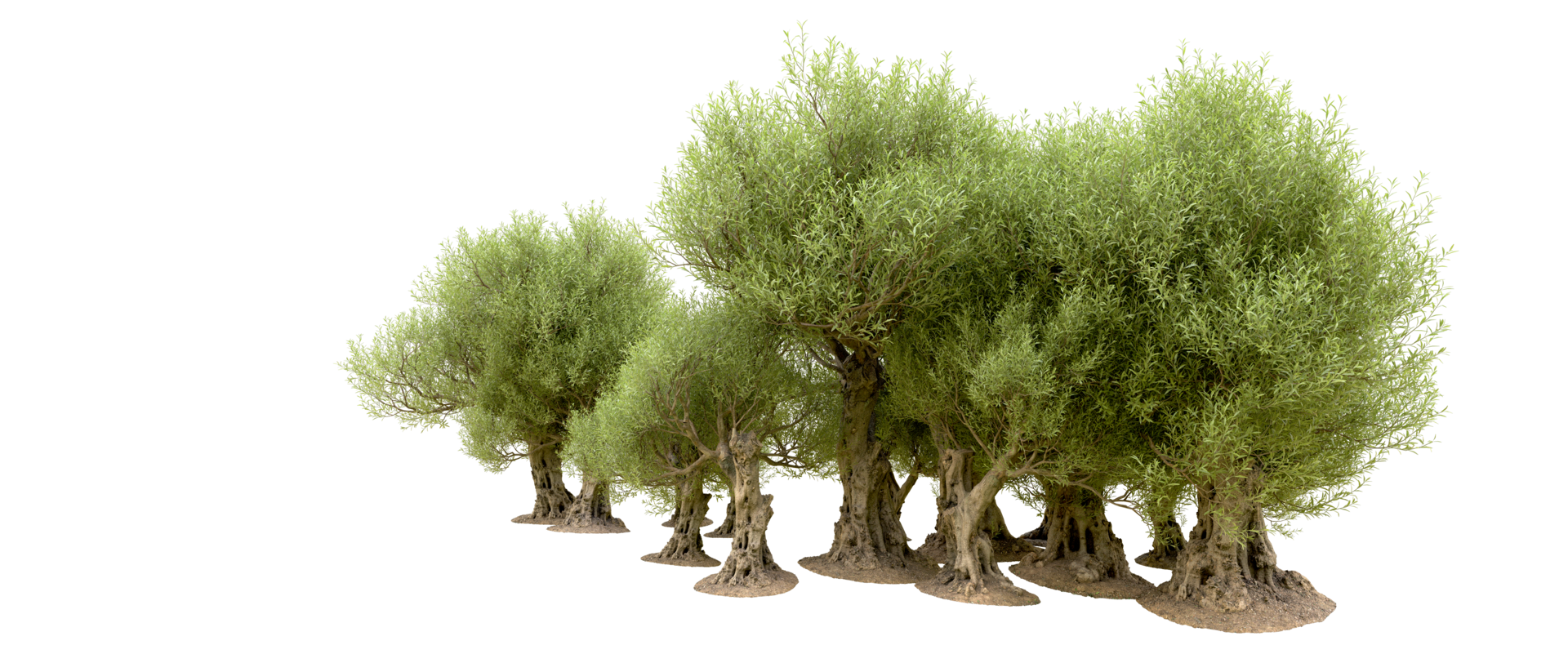 Green forest isolated on background. 3d rendering - illustration png