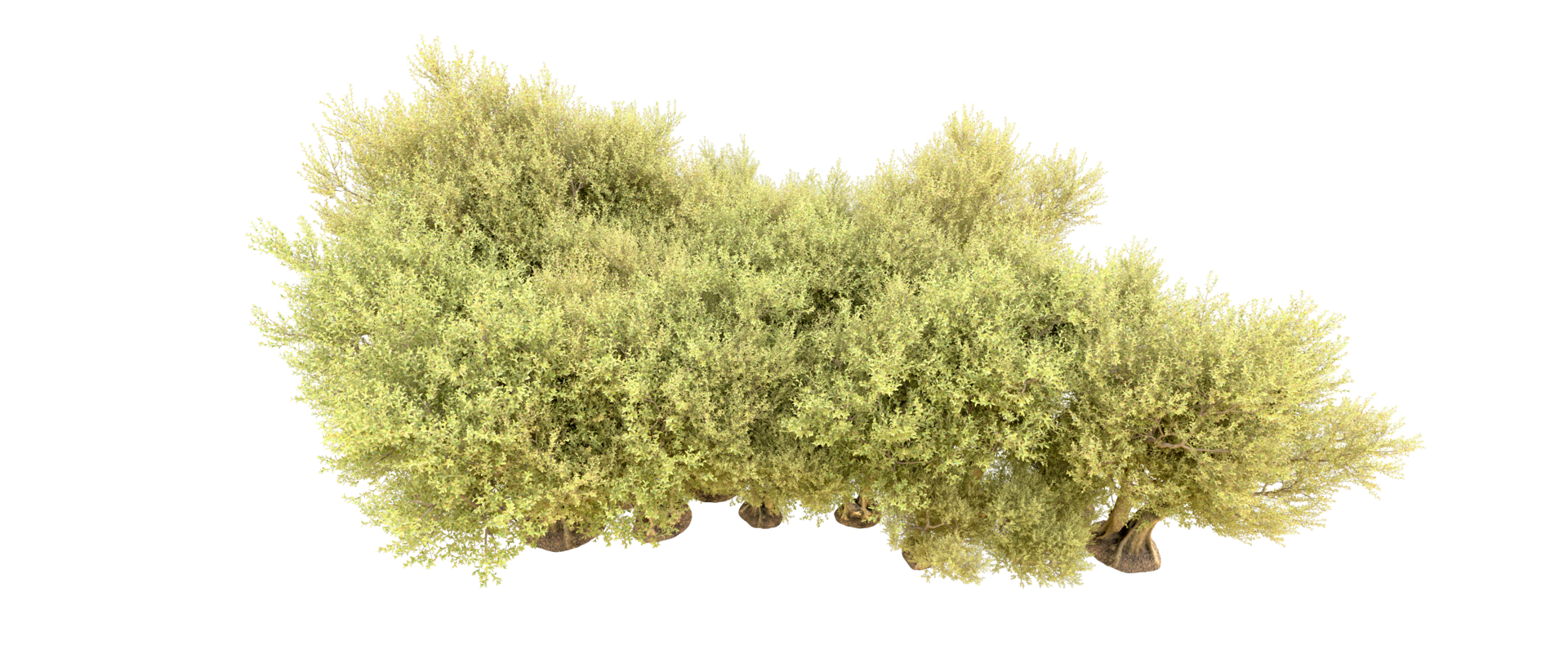 Green forest isolated on background. 3d rendering - illustration png