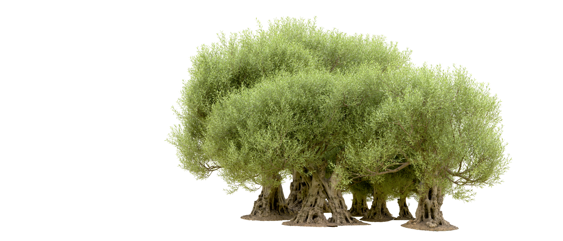 Green forest isolated on background. 3d rendering - illustration png