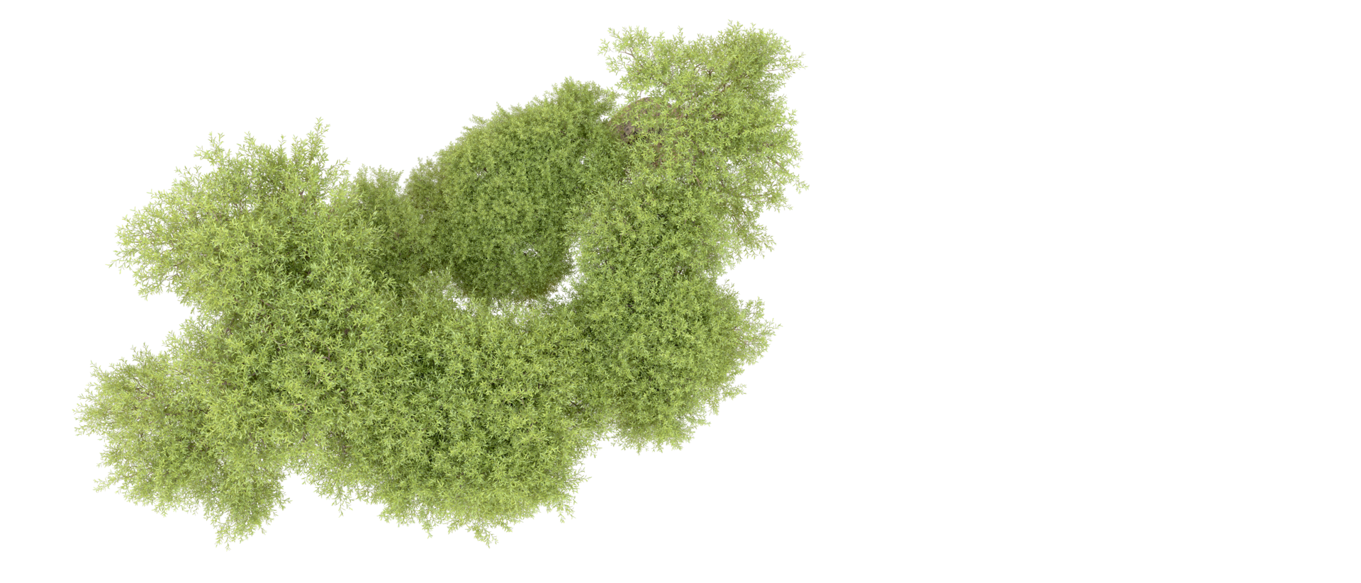 Green forest isolated on background. 3d rendering - illustration png