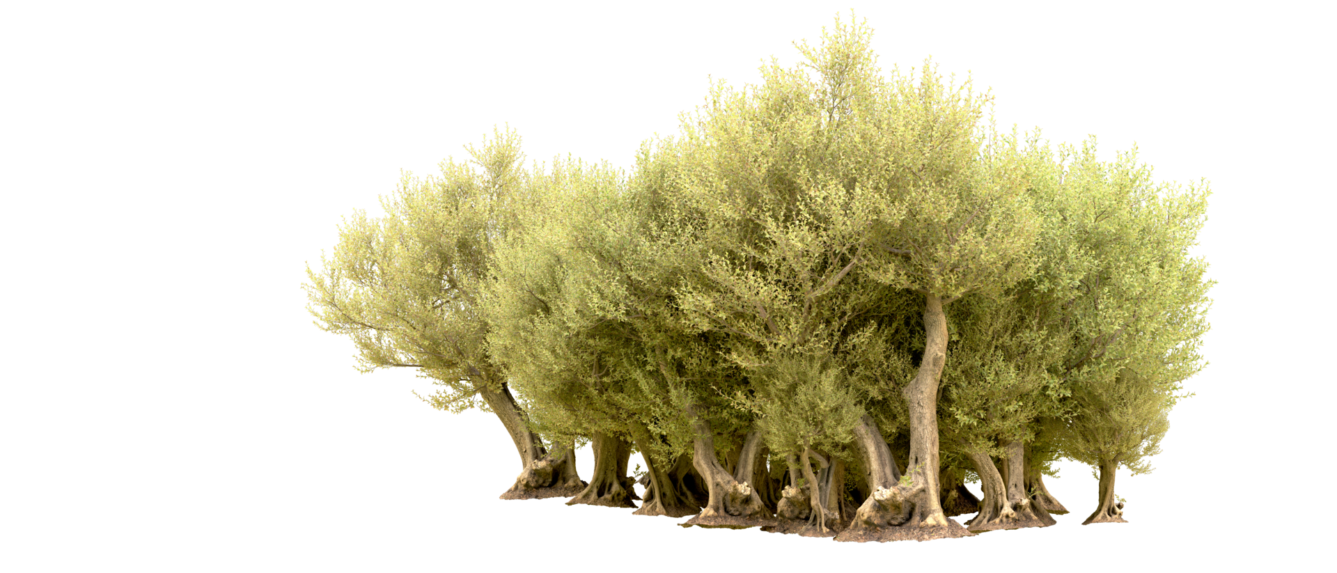 Green forest isolated on background. 3d rendering - illustration png