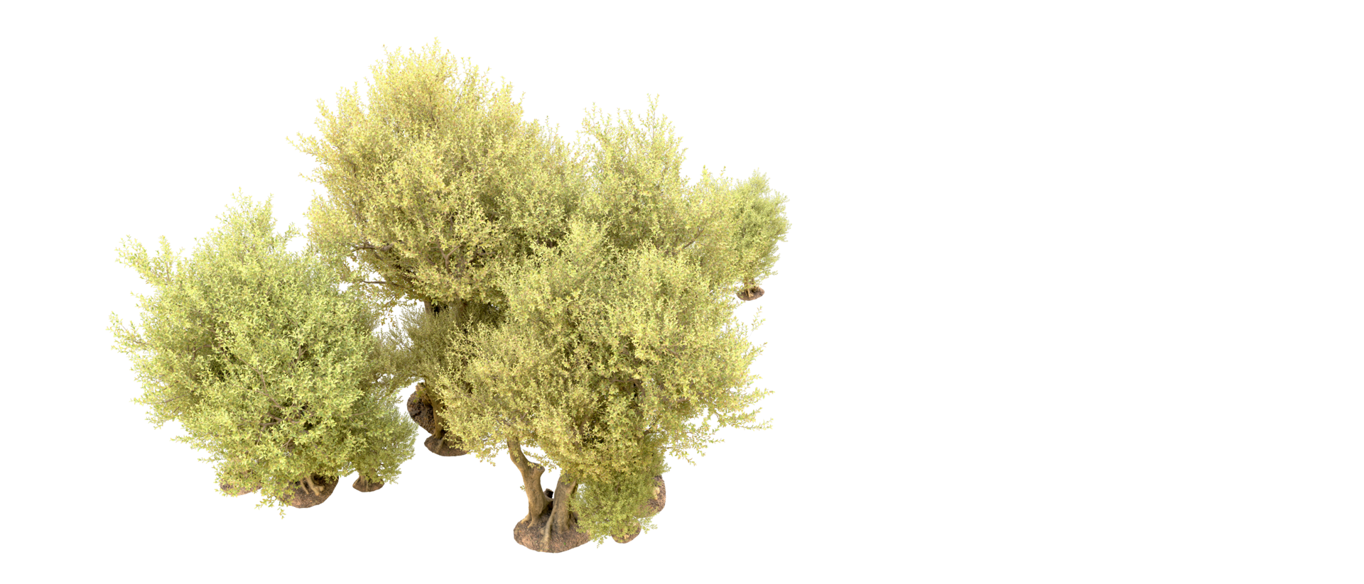 Green forest isolated on background. 3d rendering - illustration png