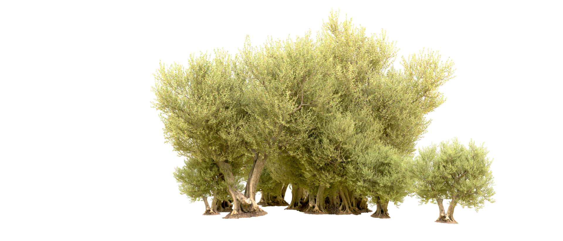 Green forest isolated on background. 3d rendering - illustration png