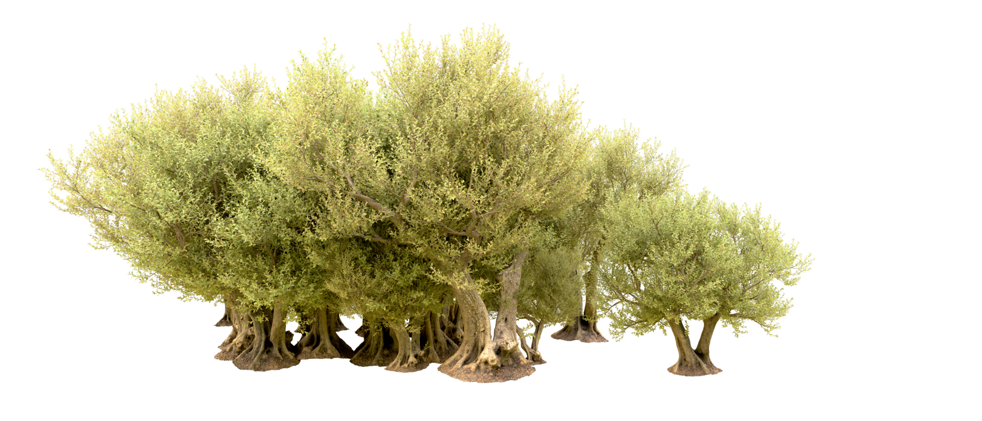 Green forest isolated on background. 3d rendering - illustration png