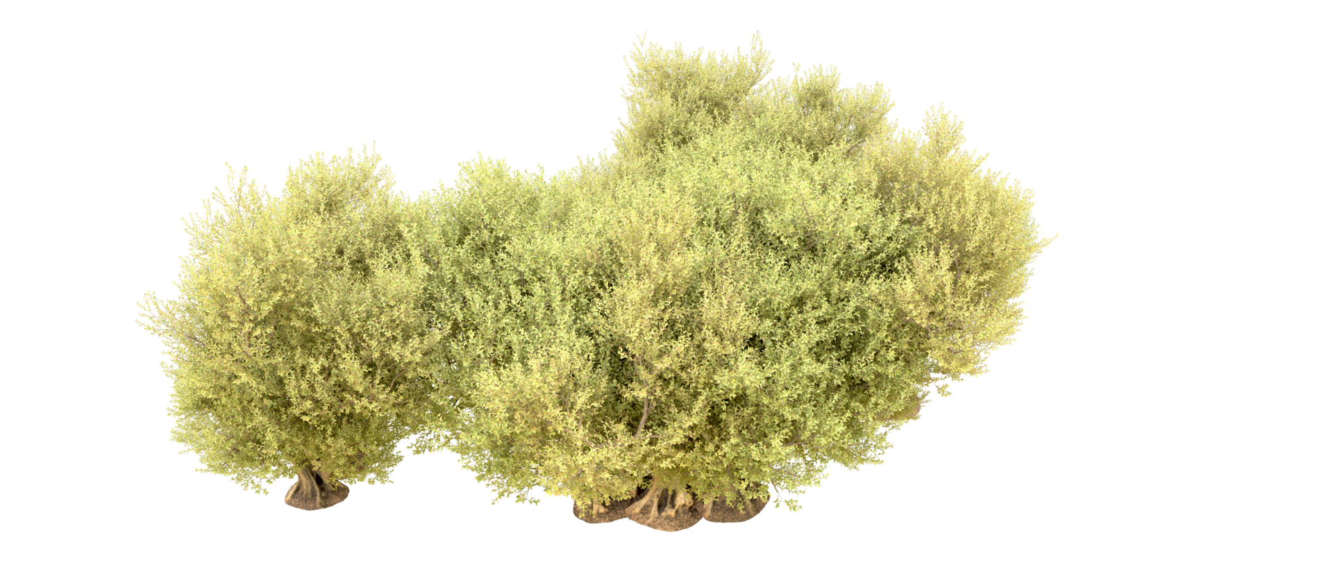 Green forest isolated on background. 3d rendering - illustration png