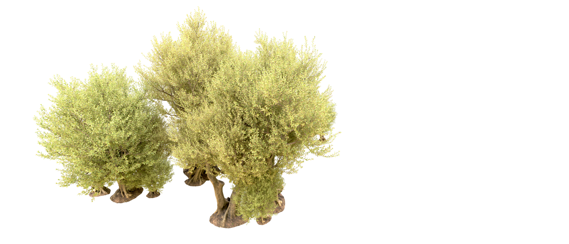 Green forest isolated on background. 3d rendering - illustration png