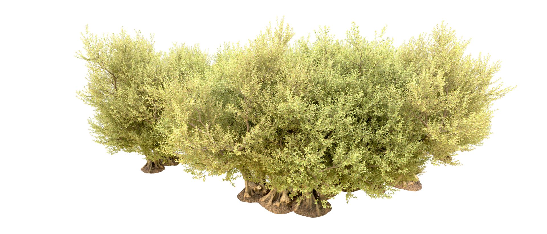 Green forest isolated on background. 3d rendering - illustration png