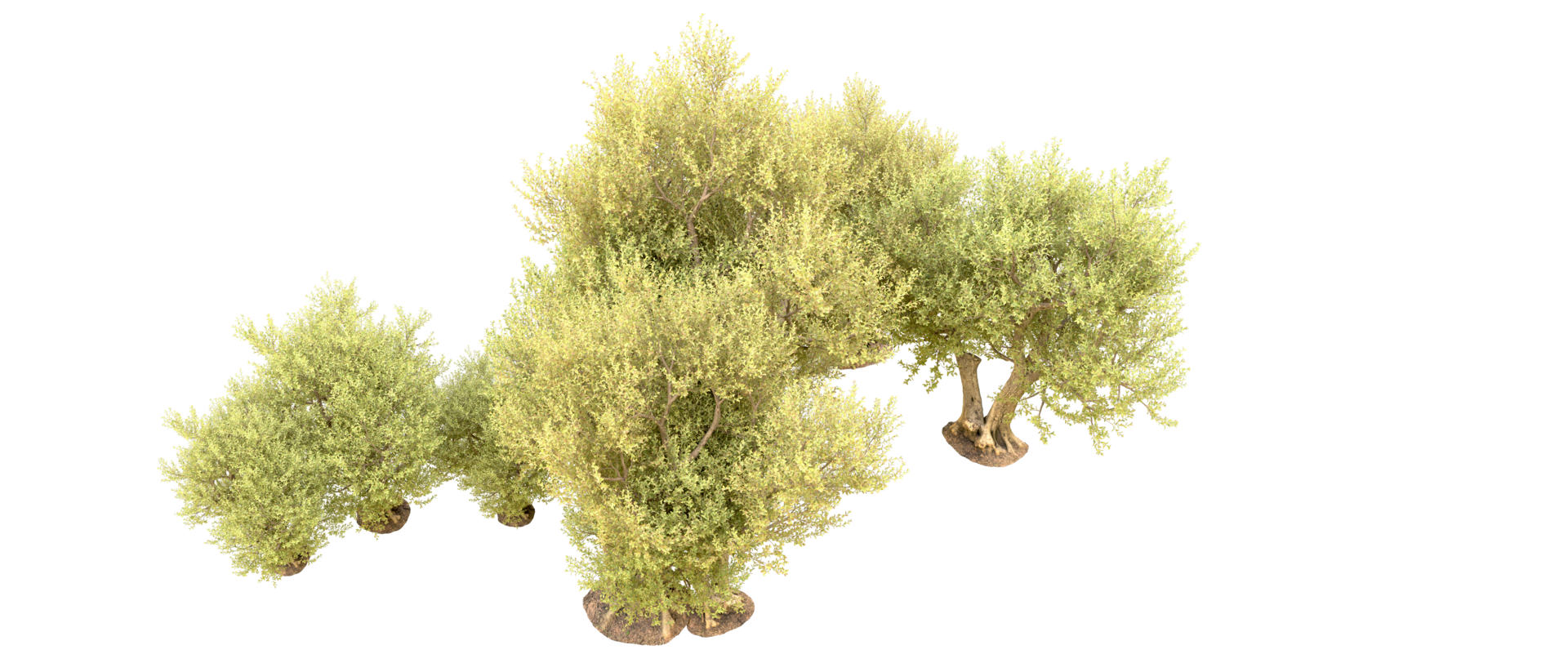 Green forest isolated on background. 3d rendering - illustration png