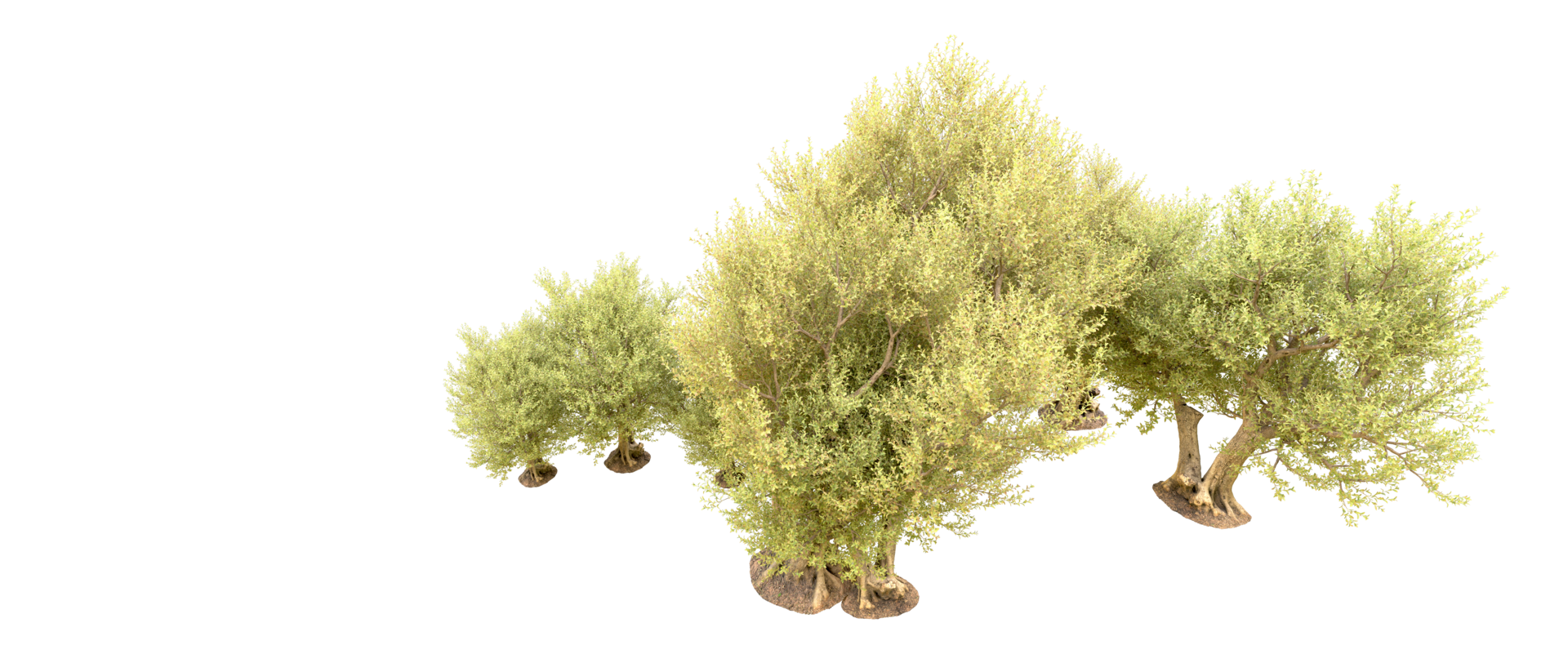 Green forest isolated on background. 3d rendering - illustration png