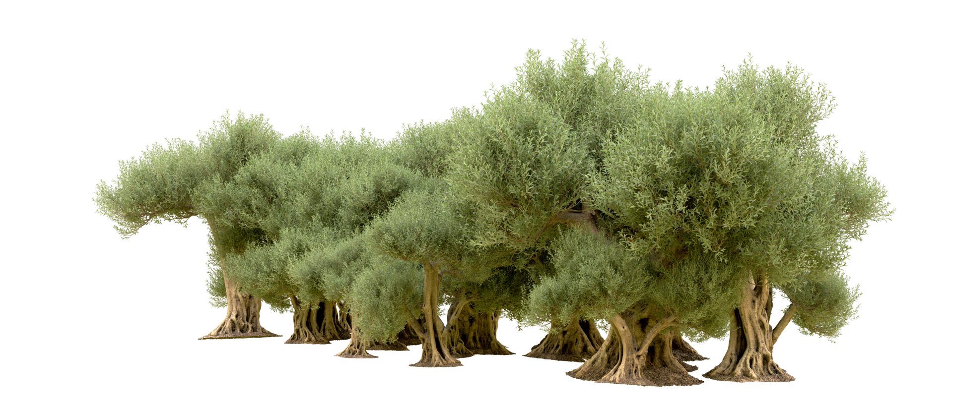 Green forest isolated on background. 3d rendering - illustration png