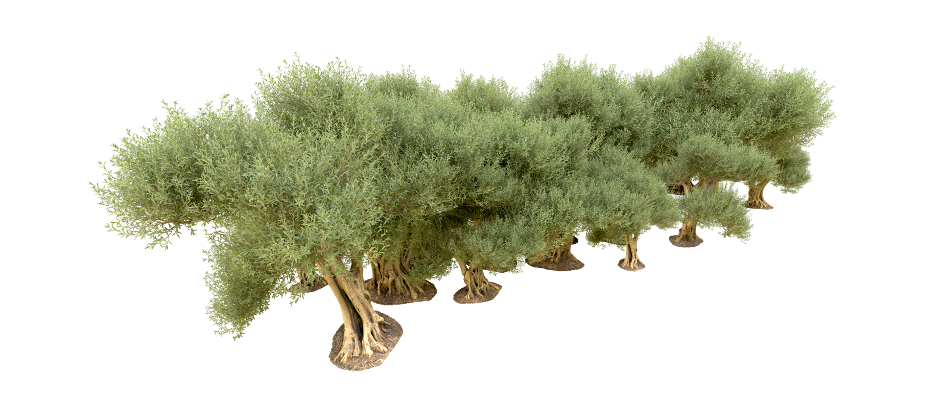 Green forest isolated on background. 3d rendering - illustration png