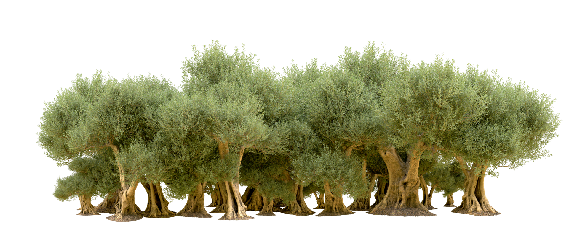 Green forest isolated on background. 3d rendering - illustration png