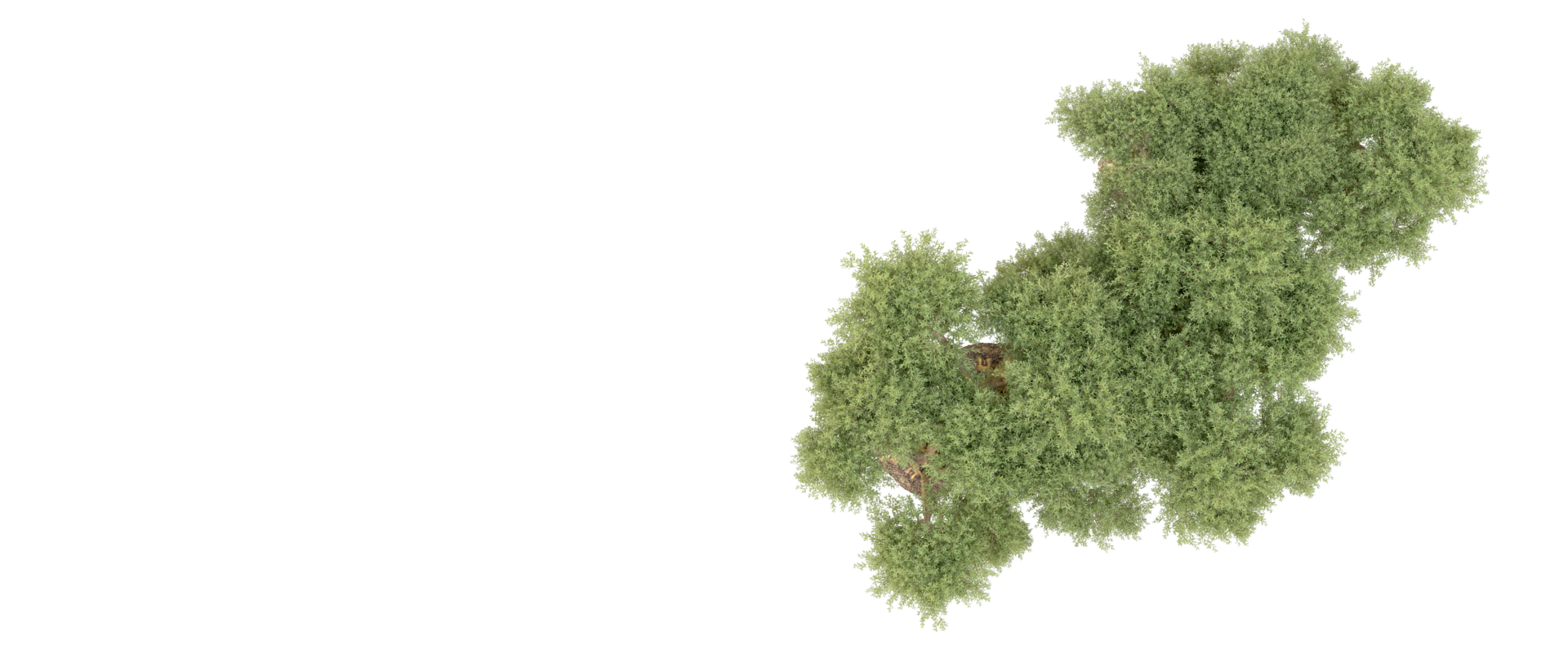 Green forest isolated on background. 3d rendering - illustration png