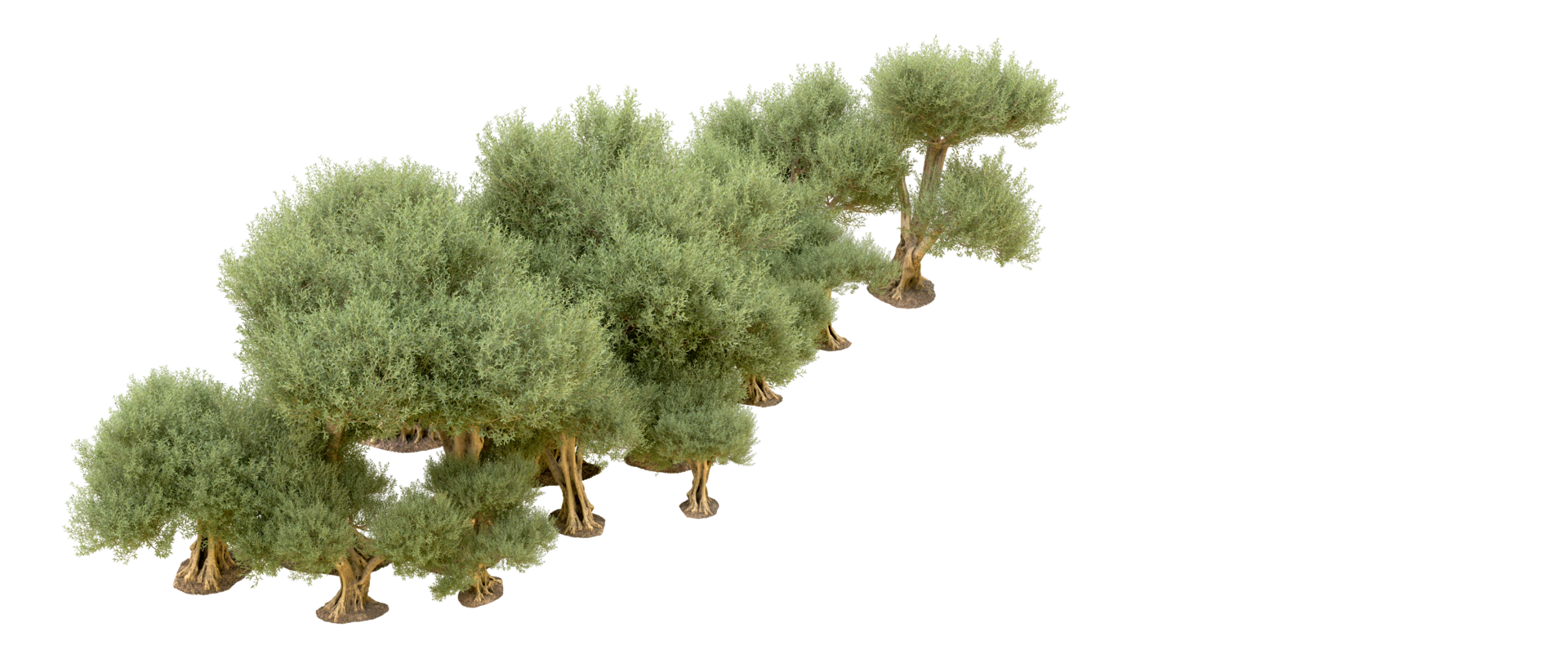 Green forest isolated on background. 3d rendering - illustration png