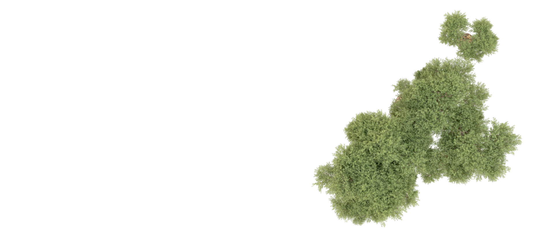Green forest isolated on background. 3d rendering - illustration png