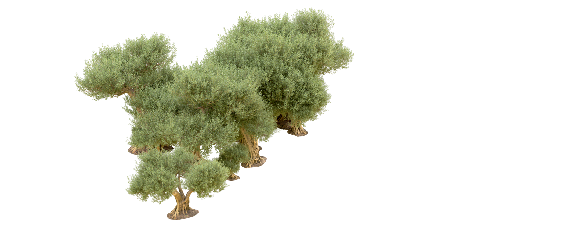 Green forest isolated on background. 3d rendering - illustration png