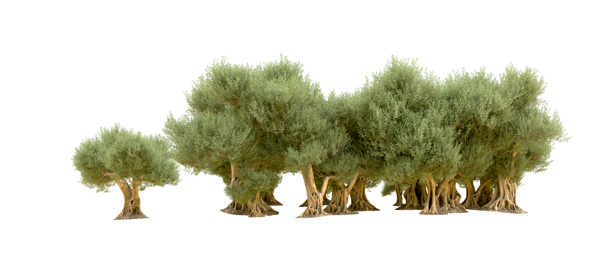 Green forest isolated on background. 3d rendering - illustration png