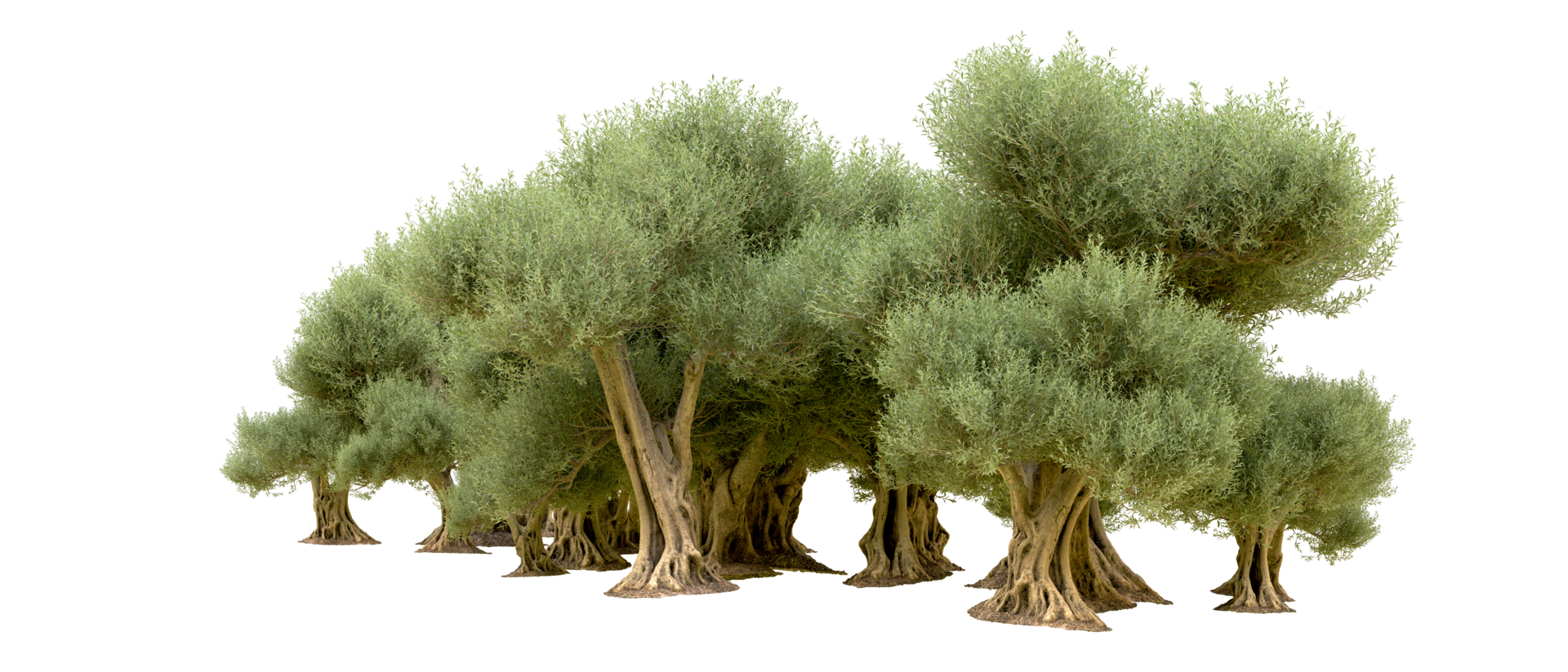 Green forest isolated on background. 3d rendering - illustration png