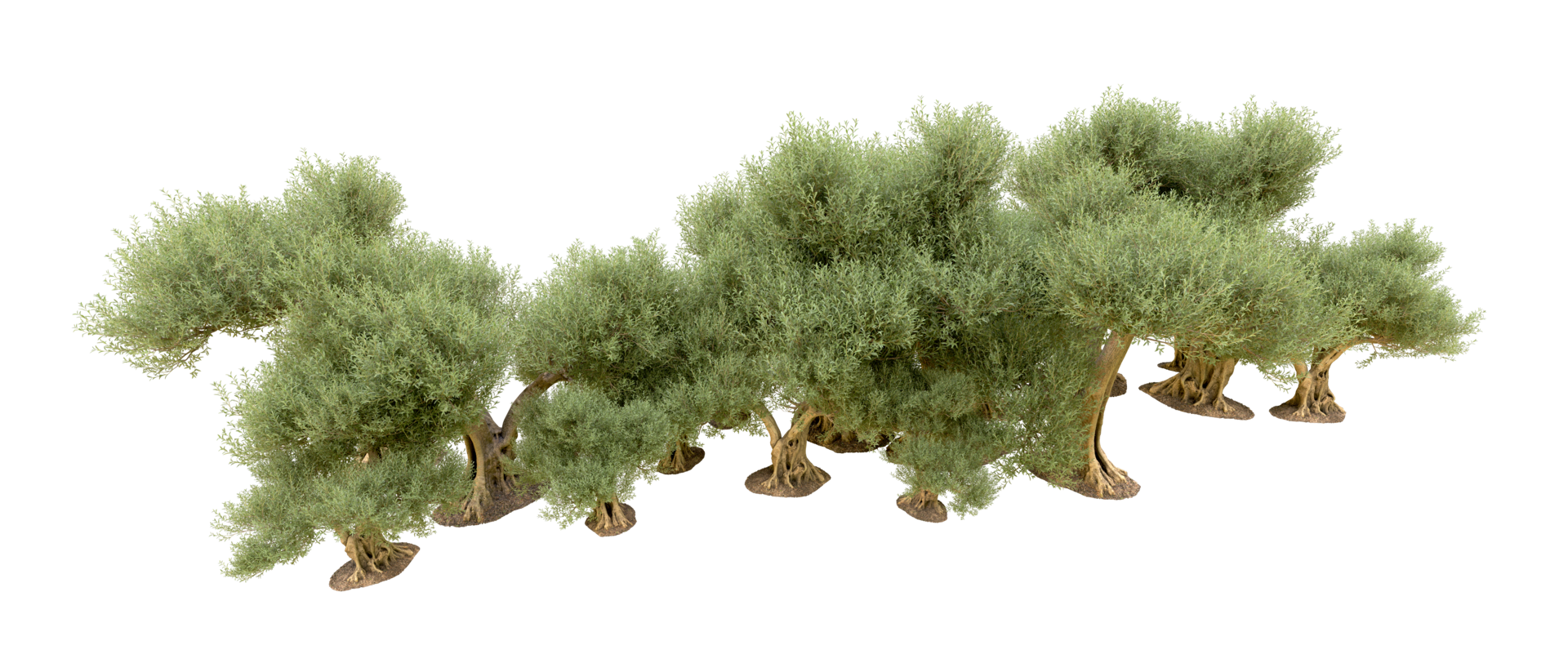 Green forest isolated on background. 3d rendering - illustration png
