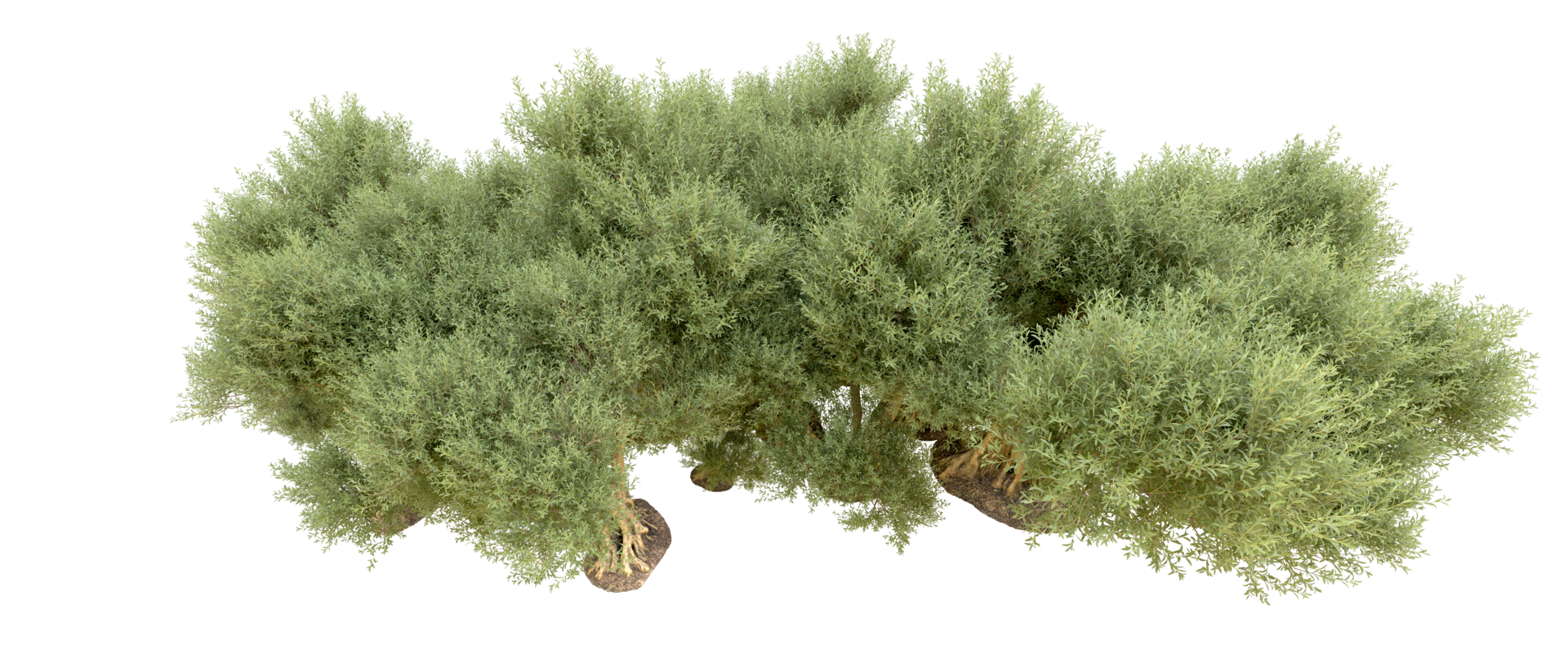 Green forest isolated on background. 3d rendering - illustration png