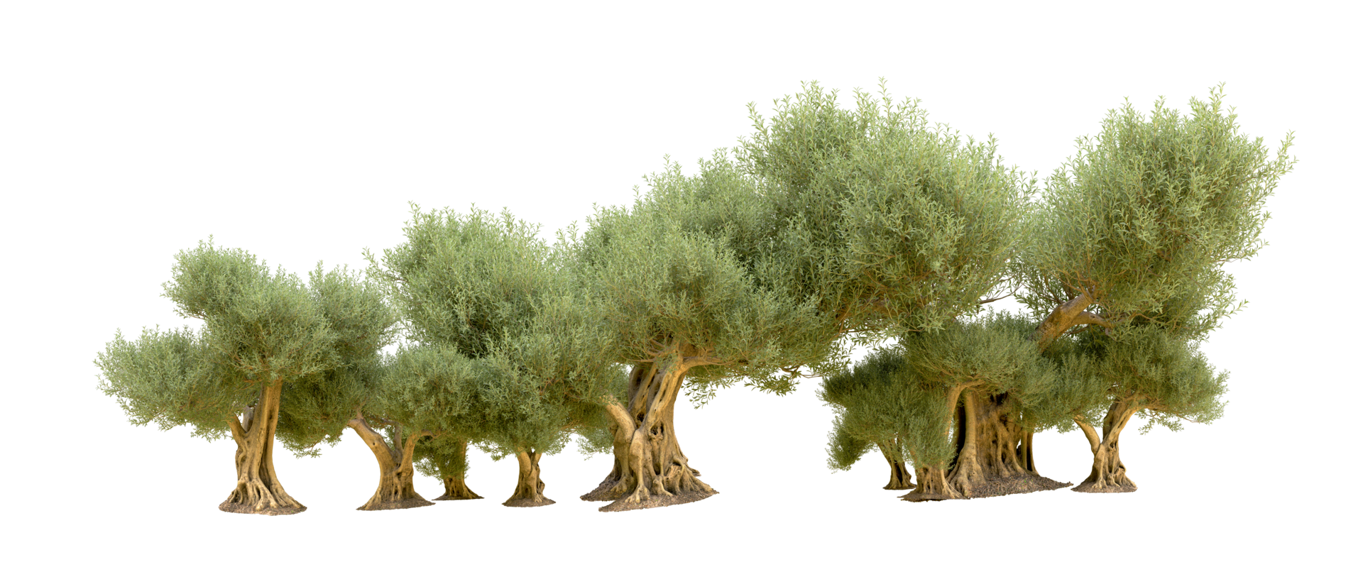 Green forest isolated on background. 3d rendering - illustration png