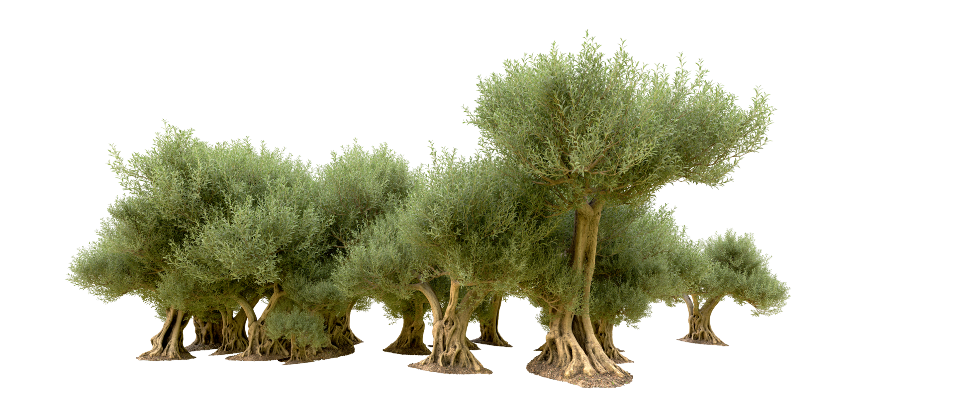 Green forest isolated on background. 3d rendering - illustration png