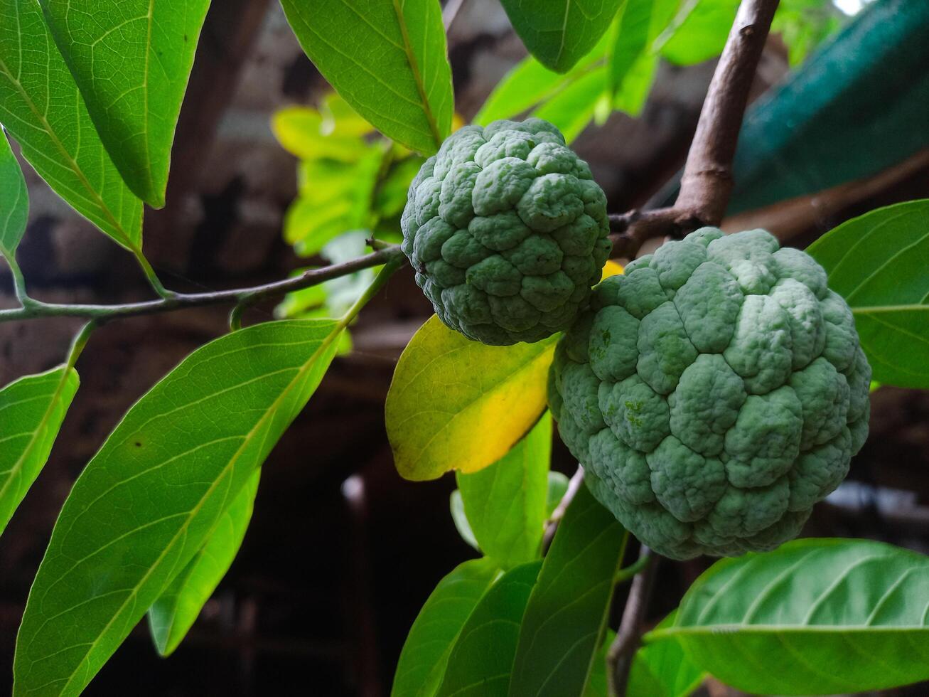 Srikaya fruits hanging on the tree photo